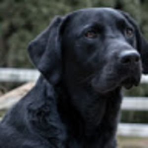 Meet your Posher, Ella